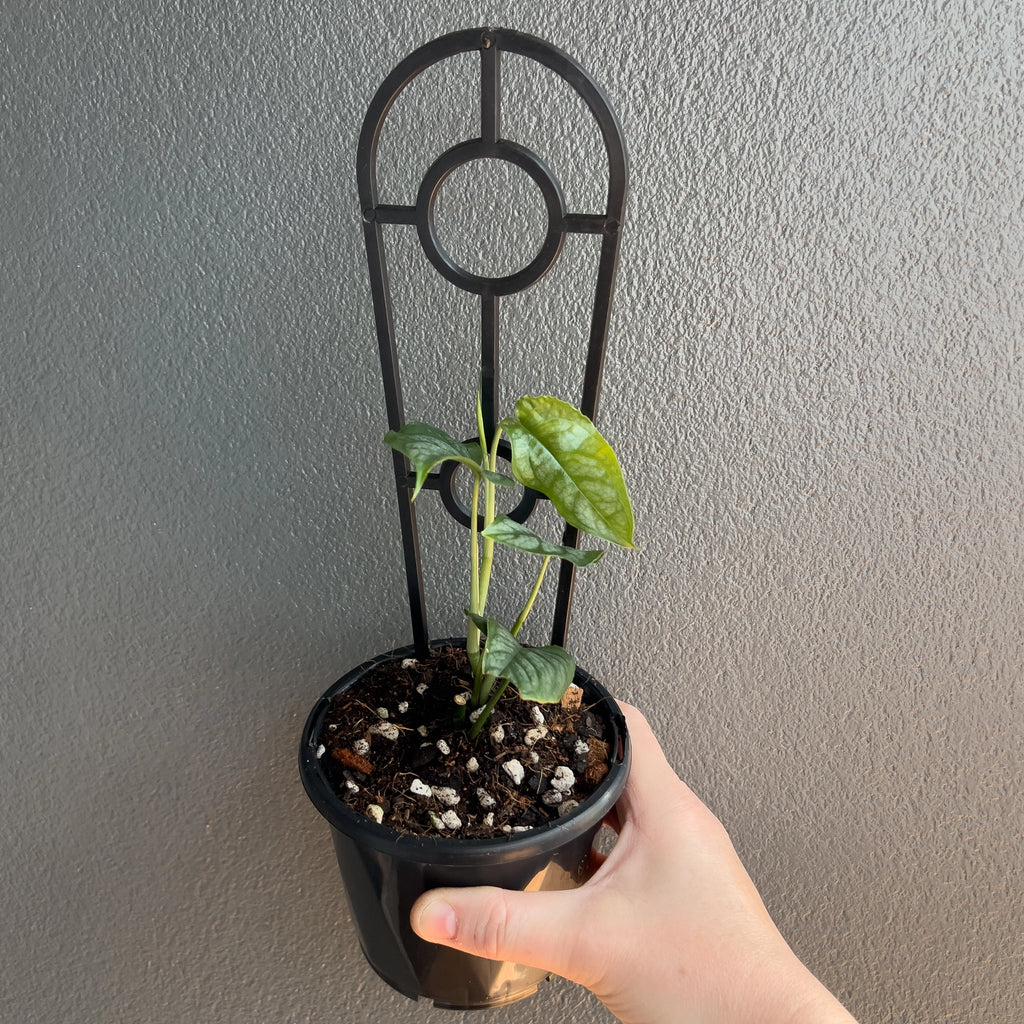 Person holding a potted Monstera siltepecana El Salvador with trailing vines and silvery green mature leaves. Trusted indoor plant shop Australia.