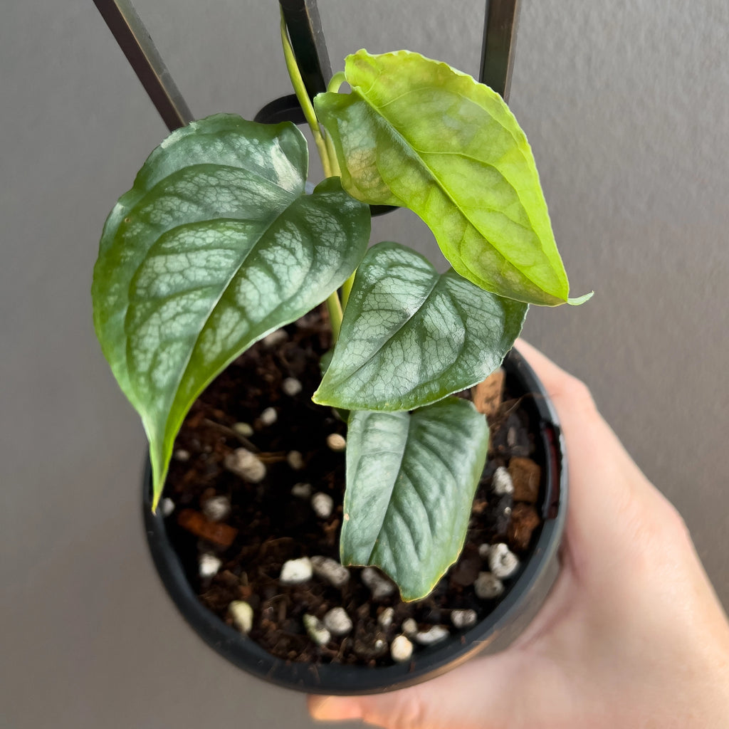 Close-up of Monstera siltepecana El Salvador foliage highlighting metallic silver tone and subtle marbling. Rare indoor plant collectors Australia.