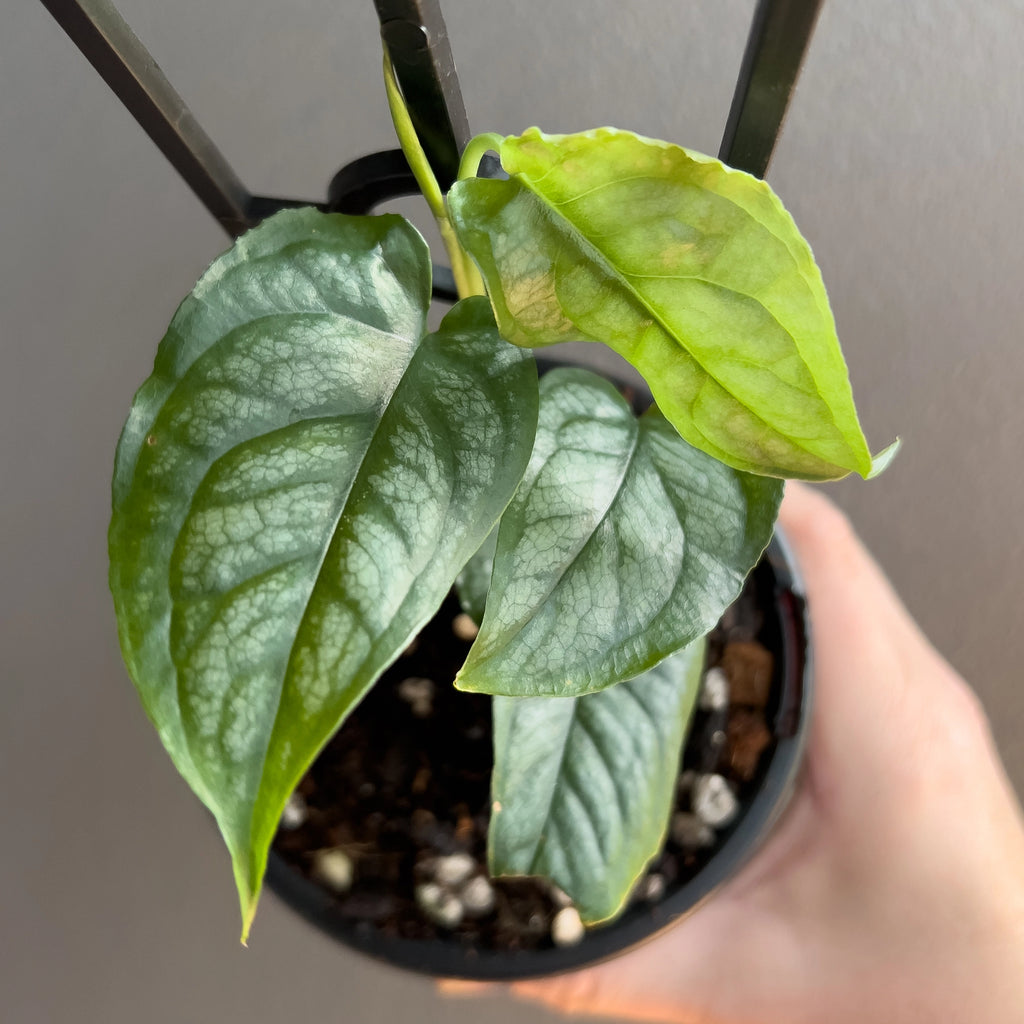 Top-down view of Monstera siltepecana El Salvador showing elongated leaves with soft grey-green finish and dark centre veins.