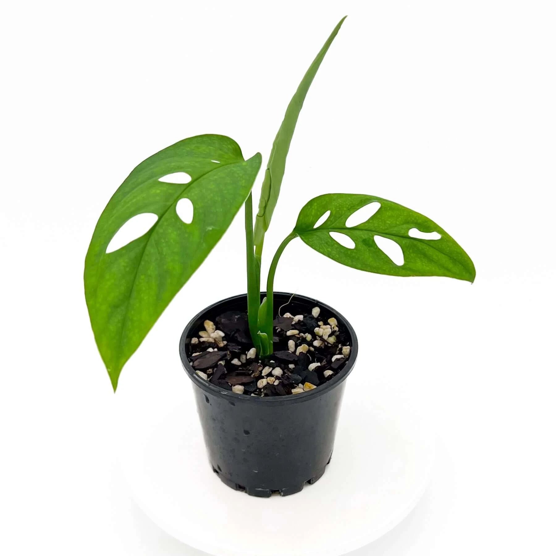 Monstera Esqueleto  Large – Costa Farms