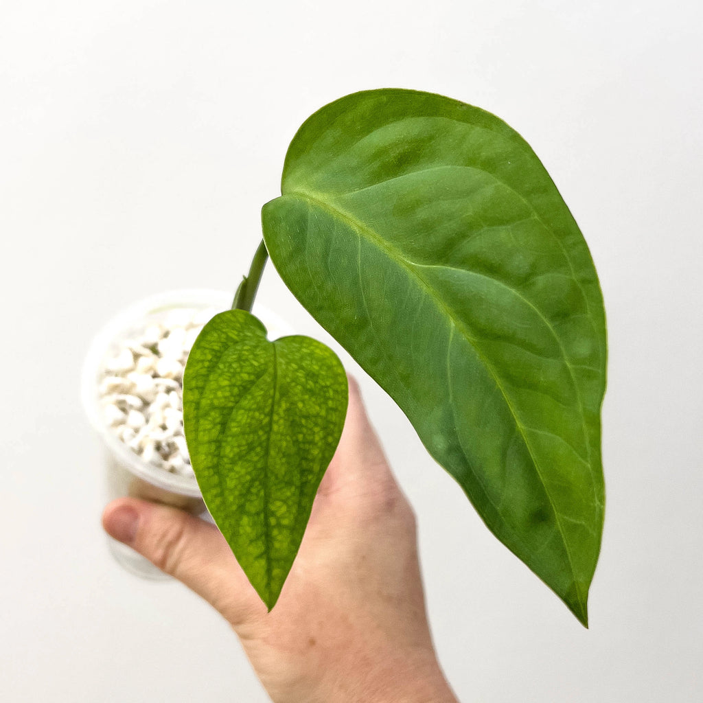 Monstera Esqueleto (Semi Rooted) | Rare Plants Australia