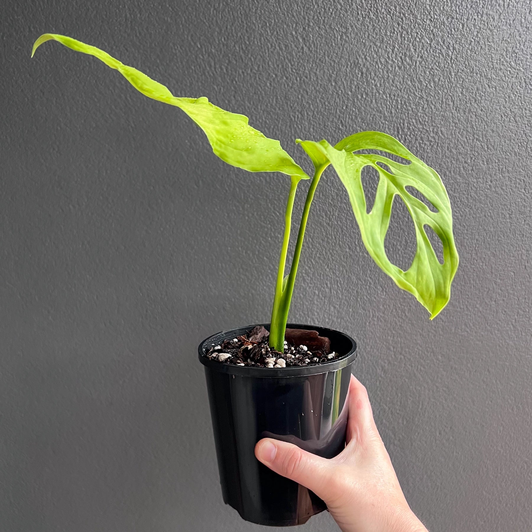 Buy Rare Monstera Esqueleto Online | Chalet Boutique