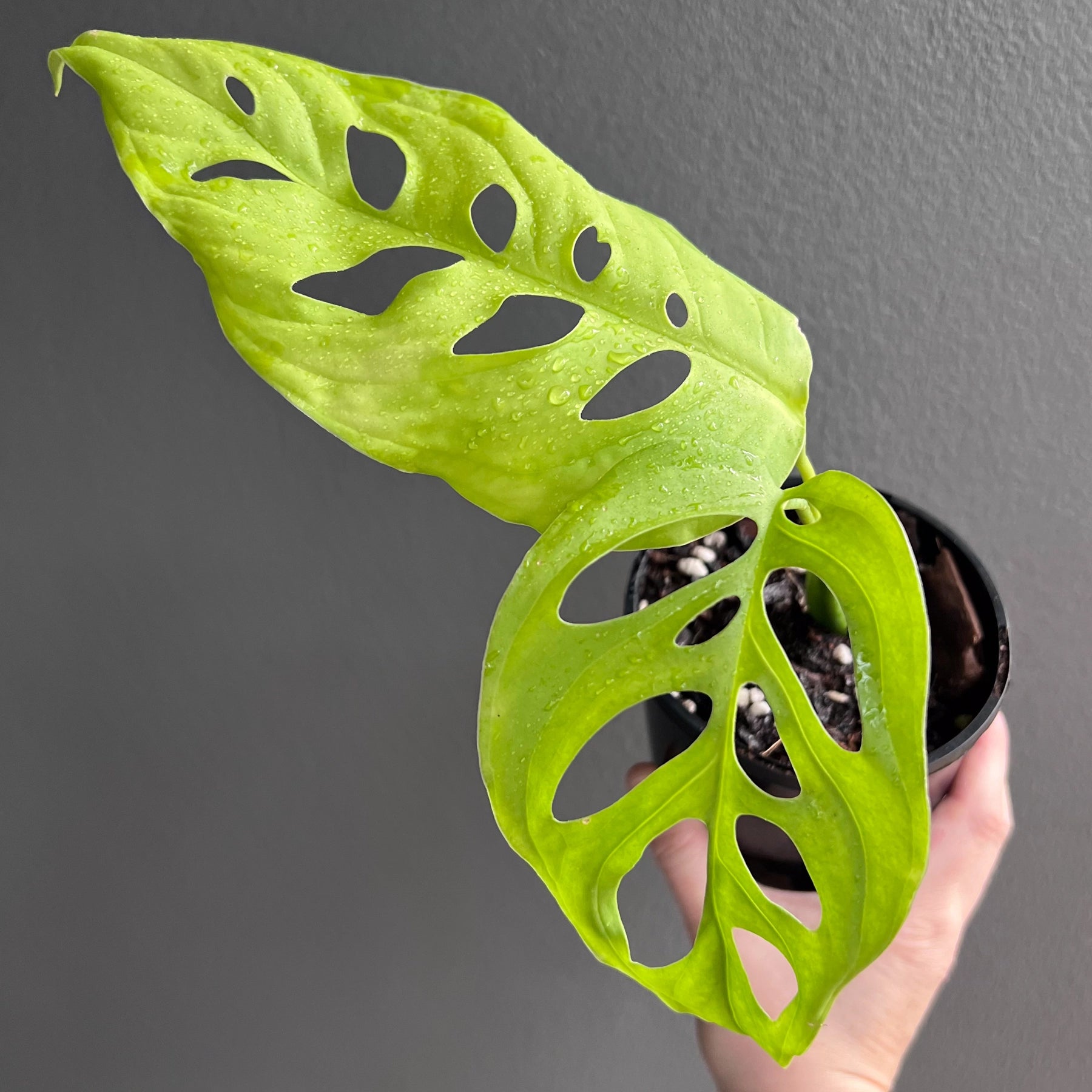 モンステラ・ポトス Monstera Deliciousa Skeleton(Variegated) Just some Monsteras for your feed 🪴✨ 🪴 Monstera Delisiosa