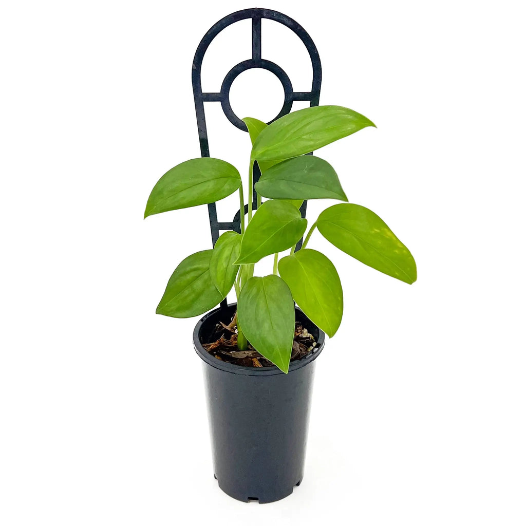 Monstera adansonii klotzschiana indoor plant in a pot, featuring lush green leaves. Rare plants available at Chalet Boutique, Australia.