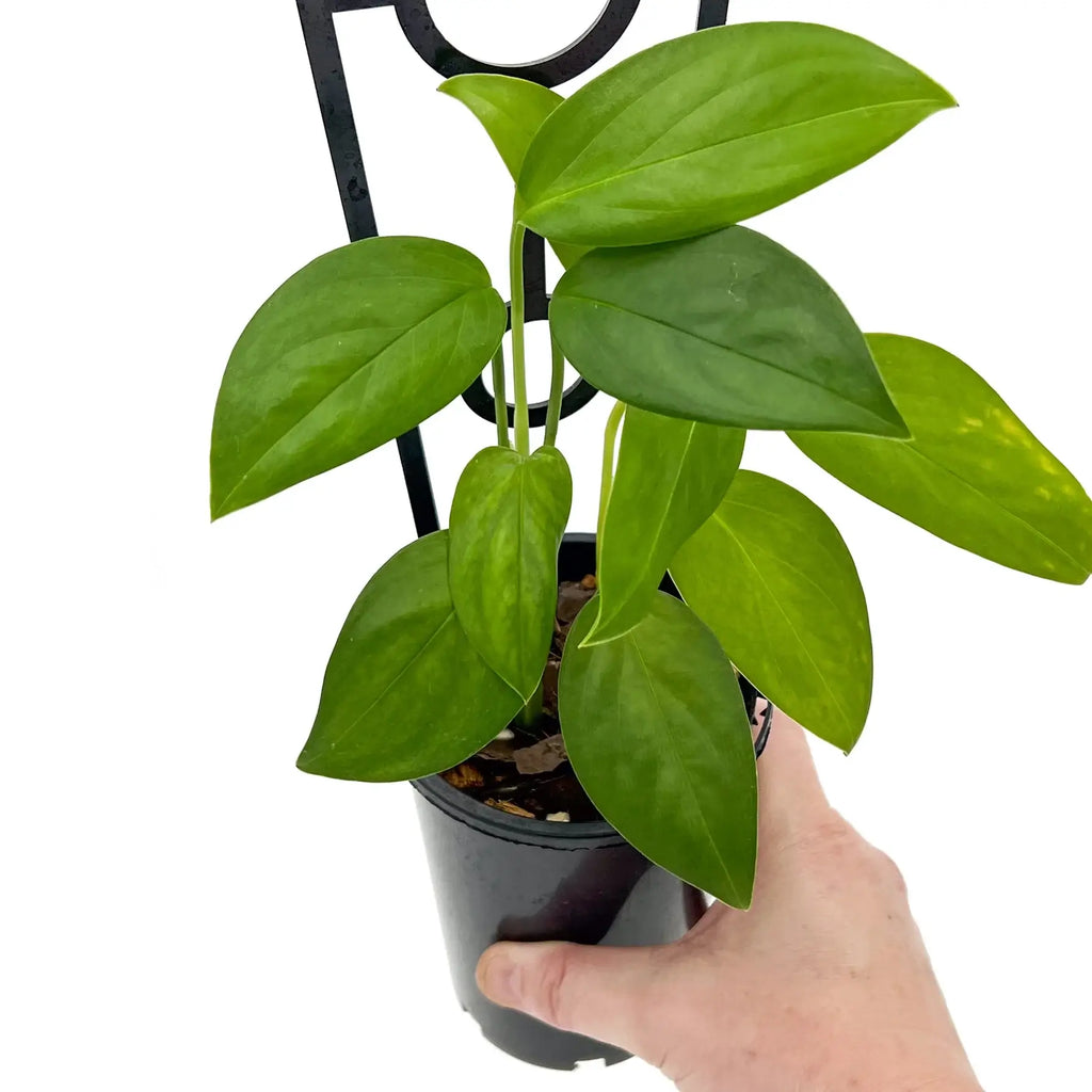 Monstera adansonii klotzschiana with lush green leaves, perfect for indoor plant lovers. Buy rare plants online at Chalet Boutique, Australia.