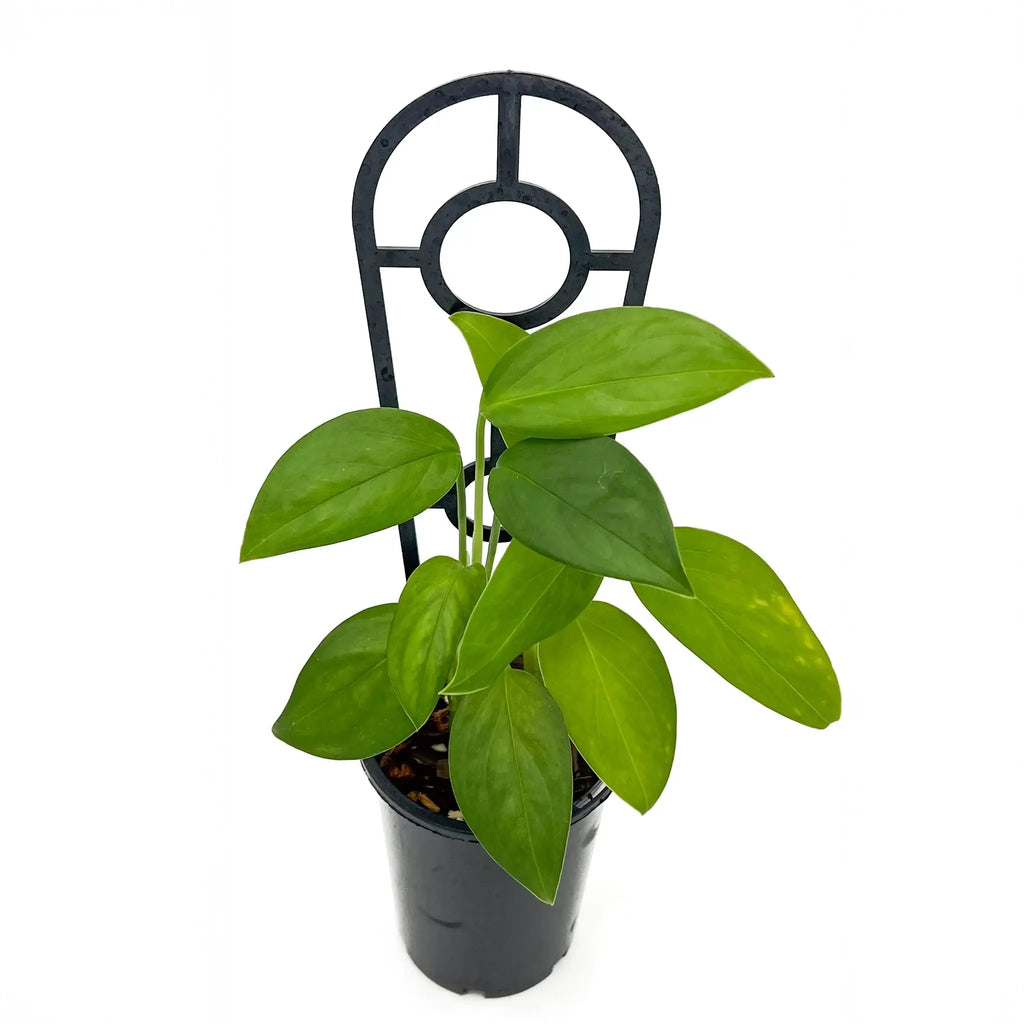 Monstera klotzschiana in black pot with trellis, a rare indoor plant available at Chalet Boutique, Australia.
