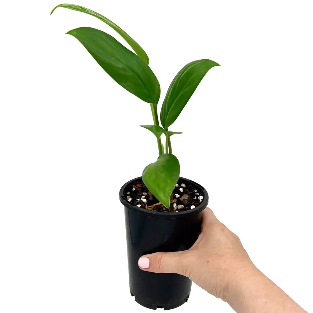 Rare Monstera adansonii klotzschiana plant in pot, perfect for indoor gardening. Available for shipping in Australia.