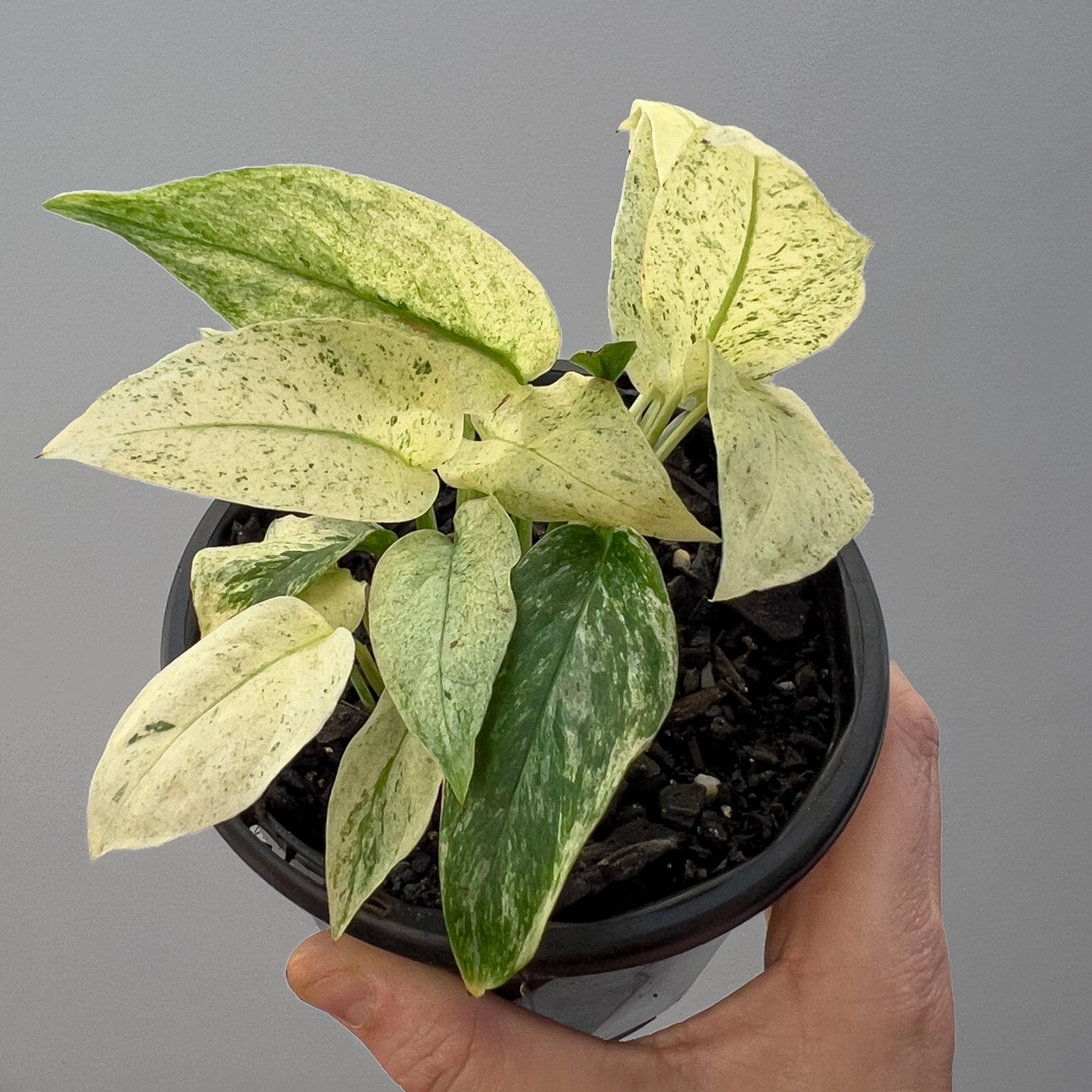 Monstera Laniata Variegata
