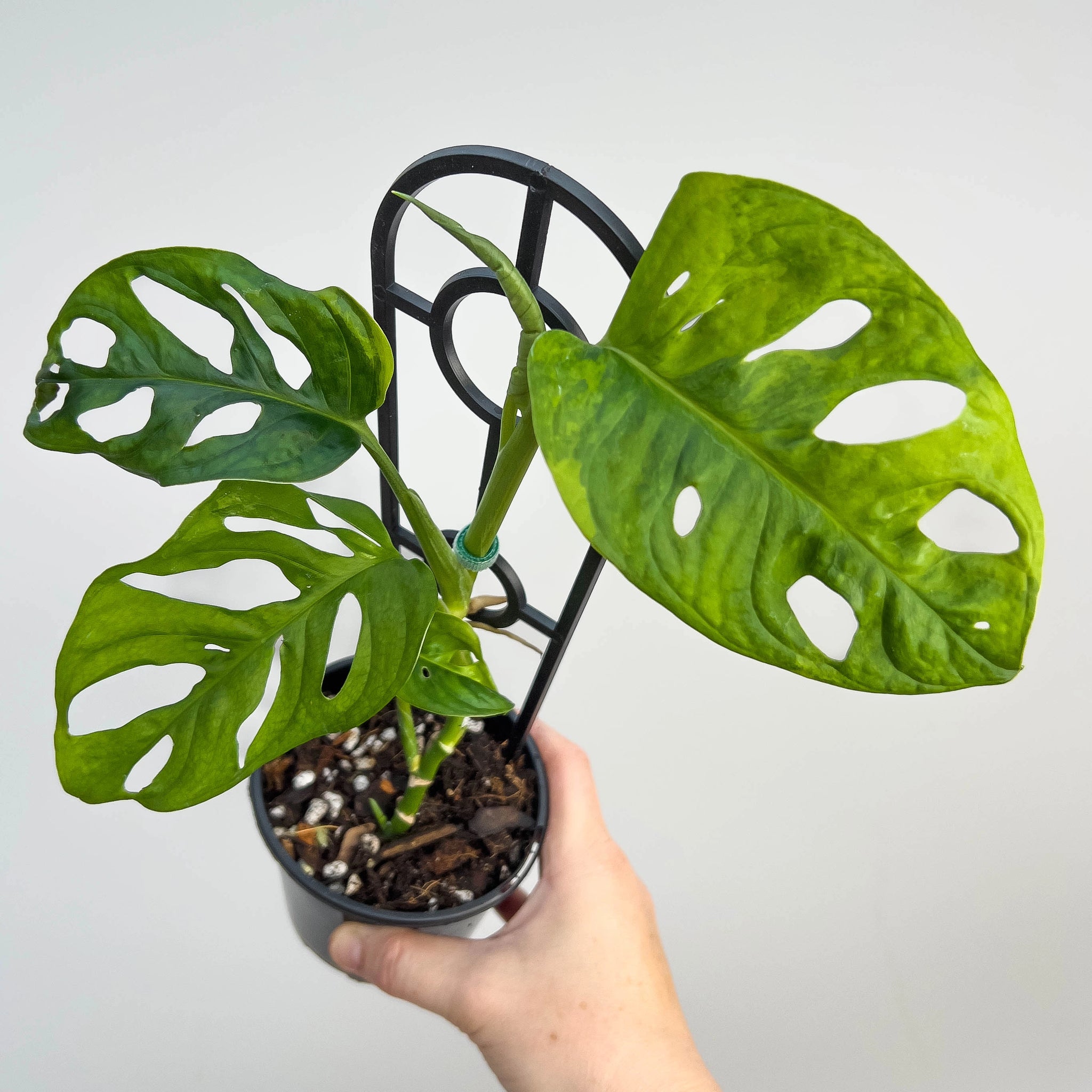 Monstera Adansonii 'Monkey Mask'