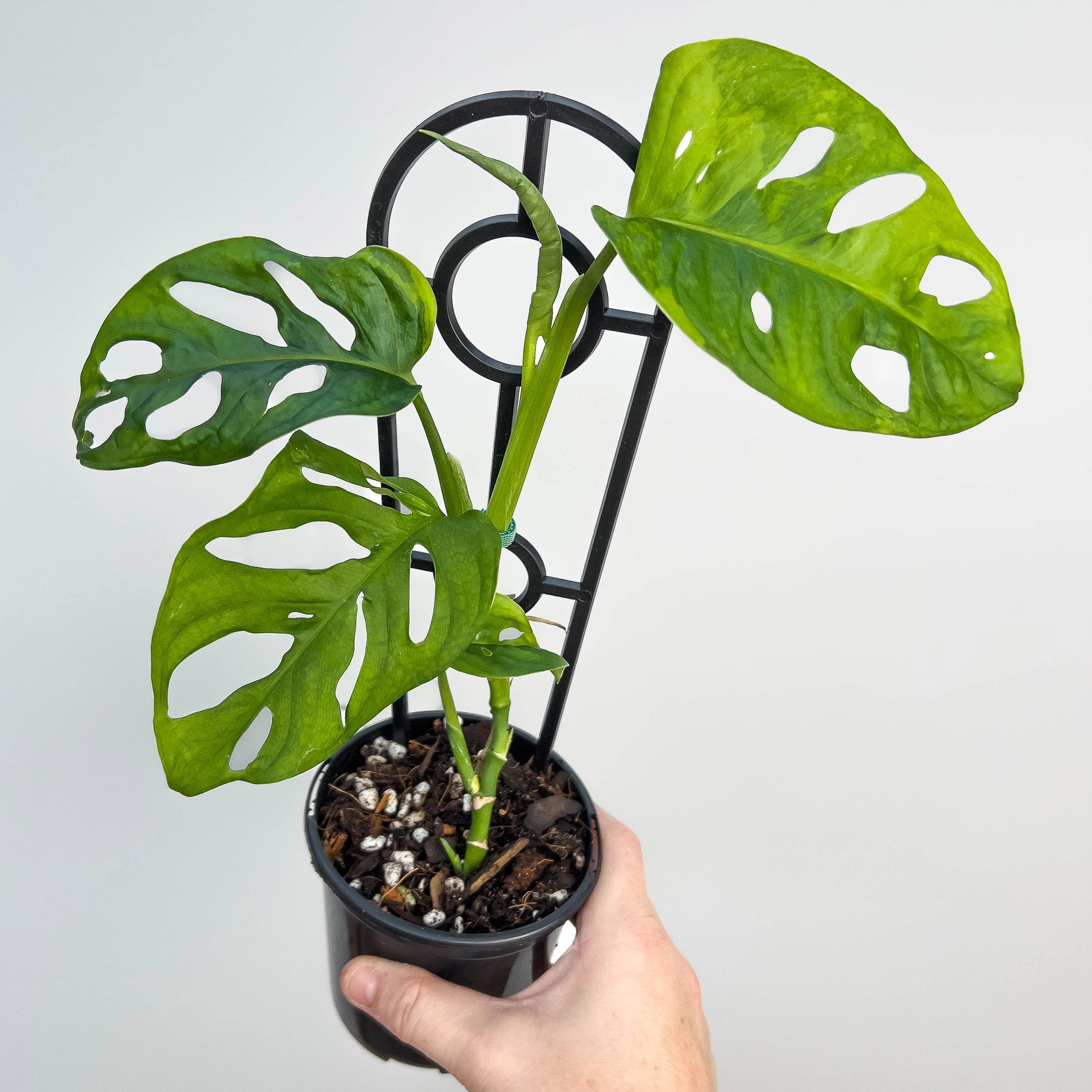 Monstera Adansonii 'Monkey Mask'