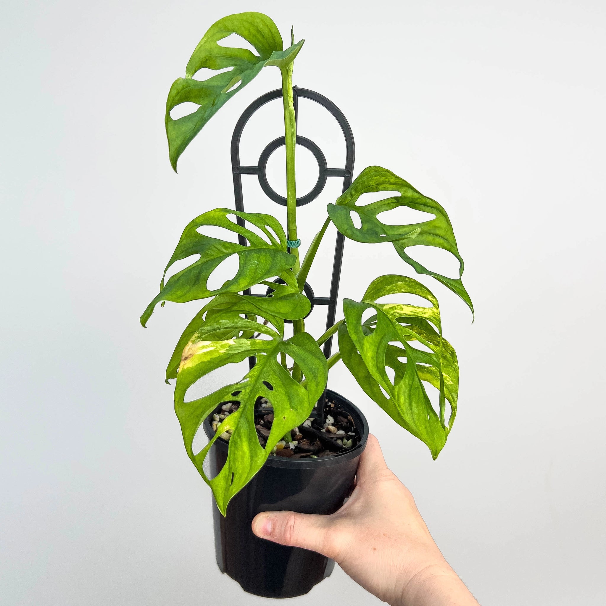 Monstera Adansonii 'Monkey Mask'