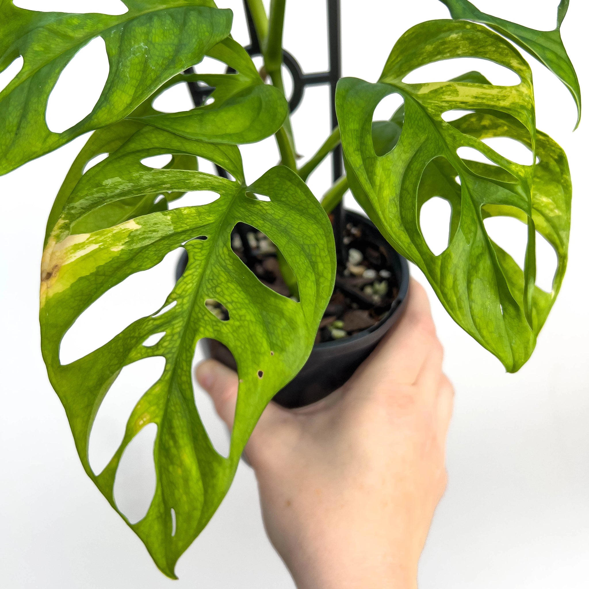 Monstera Adansonii 'Monkey Mask'