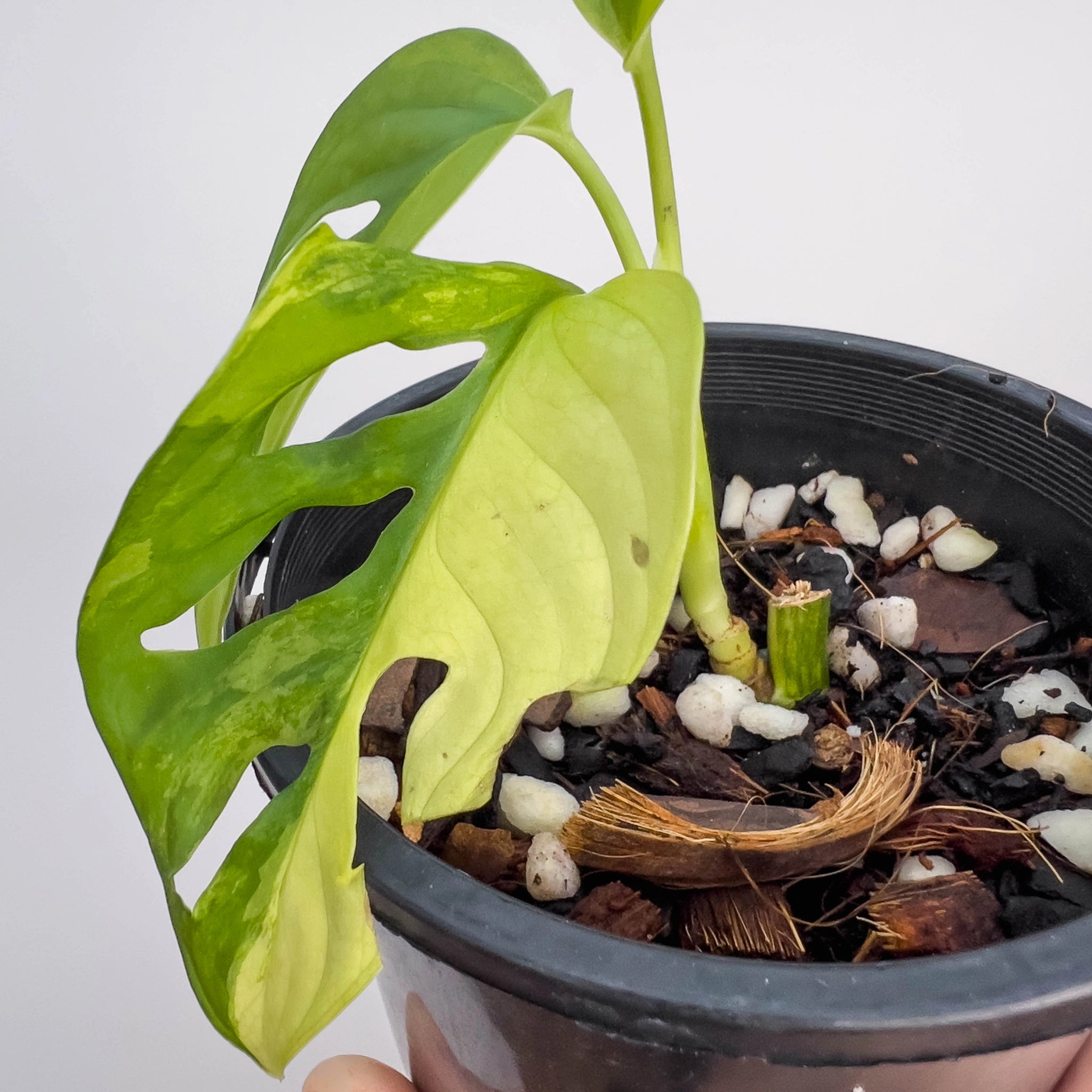 Monstera Adansonii 'Monkey Mask'