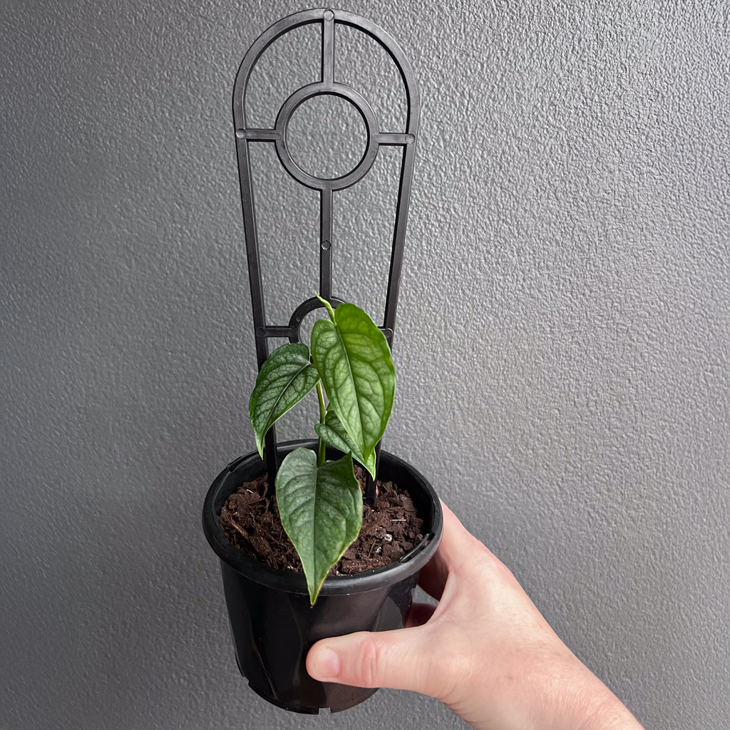 Close-up of Monstera siltepecana El Salvador foliage highlighting metallic silver tone and subtle marbling. Rare indoor plant collectors Australia.