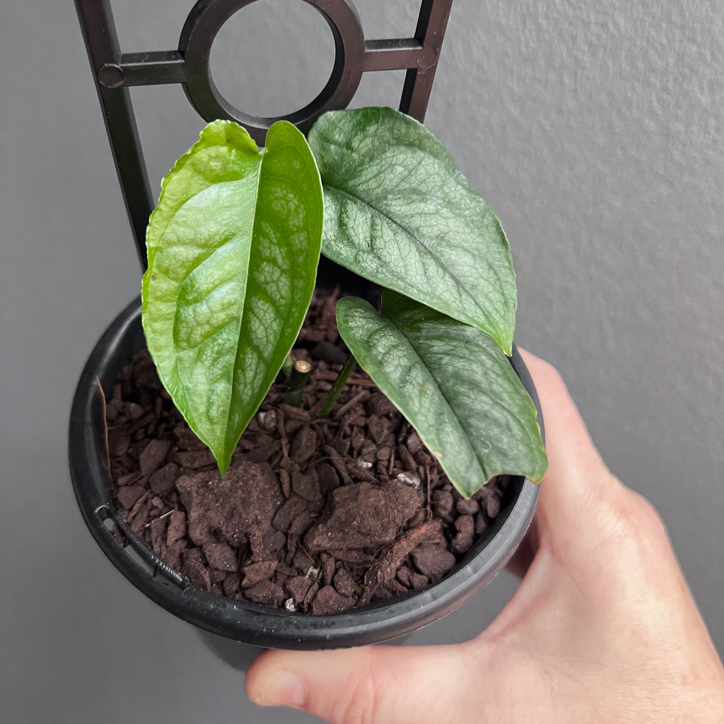 Person holding a potted Monstera siltepecana El Salvador with trailing vines and silvery green mature leaves. Trusted indoor plant shop Australia.