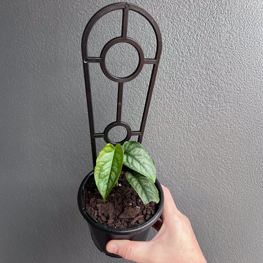 Side view of Monstera siltepecana El Salvador held against a neutral background showing deep venation and silver shimmer.