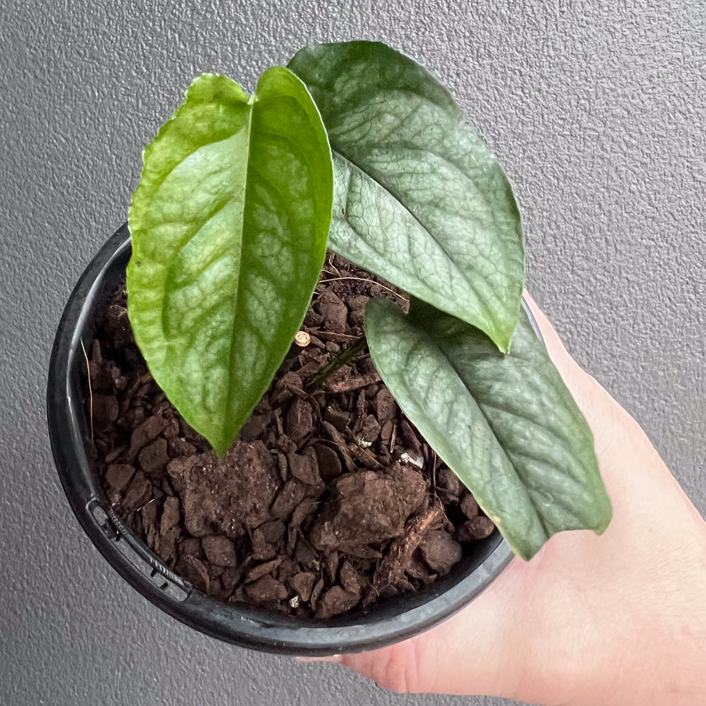 Top-down view of Monstera siltepecana El Salvador showing elongated leaves with soft grey-green finish and dark centre veins.