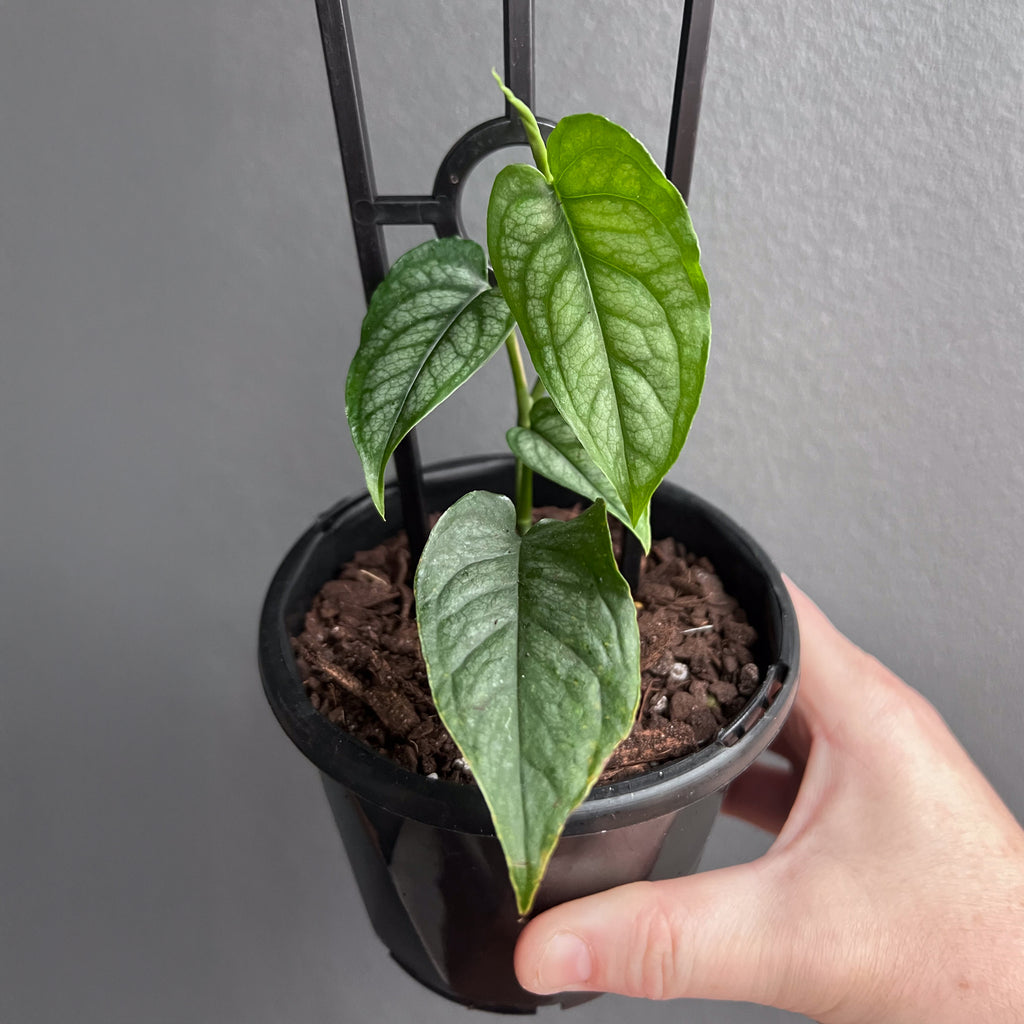 Hand holding a Monstera siltepecana El Salvador showing silver patterned leaves with dark green veins. Rare indoor plant nursery Australia.