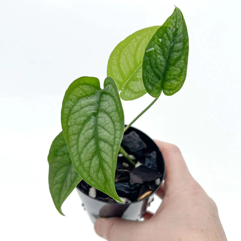 Monstera siltepecana 'El Salvador' | Indoor Plant | Chalet Boutique - Australia