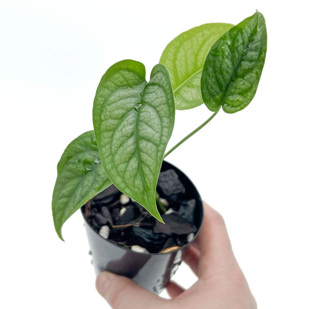 Monstera siltepecana 'El Salvador' | Indoor Plant | Chalet Boutique - Australia
