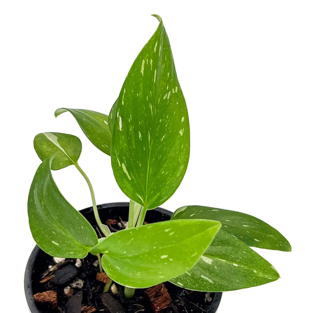 Monstera Standleyana Variegated indoor plant with glossy leaves, available at Chalet Boutique, Australia.