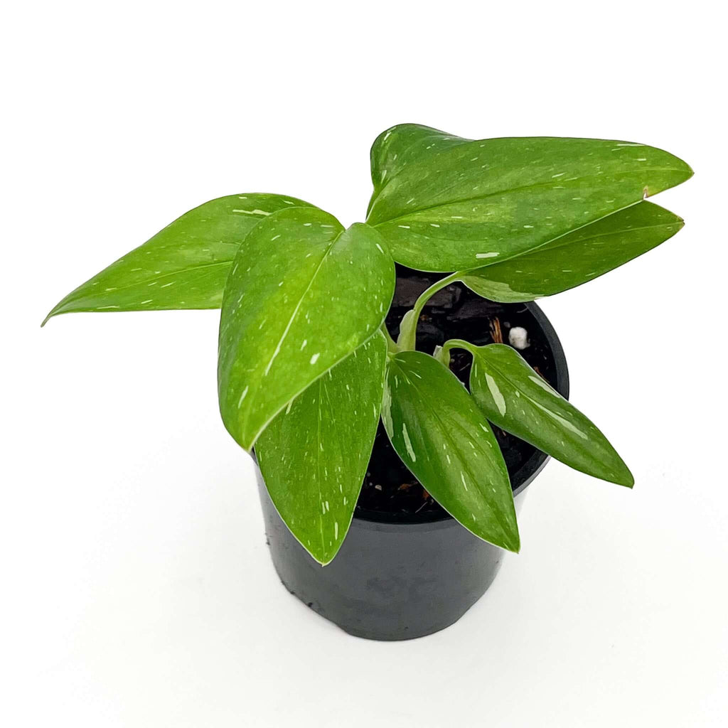 Monstera Standleyana Variegated in black pot showcasing unique green and cream variegation. Buy rare plants online at Chalet Boutique, Australia.