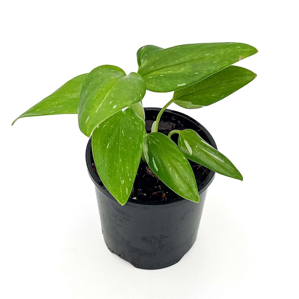 Monstera Standleyana Variegated in a black pot, showcasing glossy leaves with white variegation. Rare indoor plants Australia - Chalet Boutique, Australia.