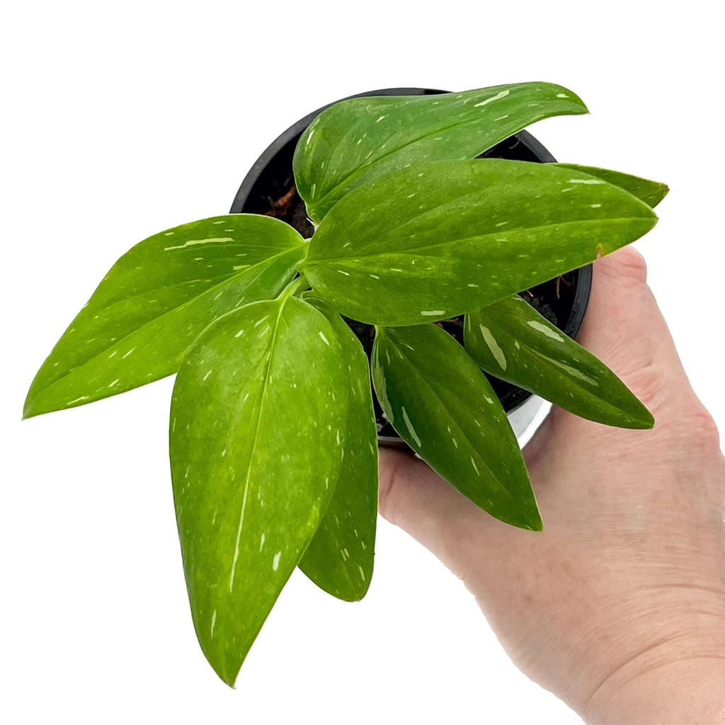 Monstera Standleyana Variegated plant with glossy leaves held in hand, ideal for indoor plant nursery in Australia. Chalet Boutique, Australia.