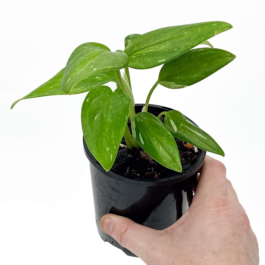 Monstera Standleyana Variegated plant with glossy green and white leaves held in hand. Rare indoor plants from Chalet Boutique, Australia.