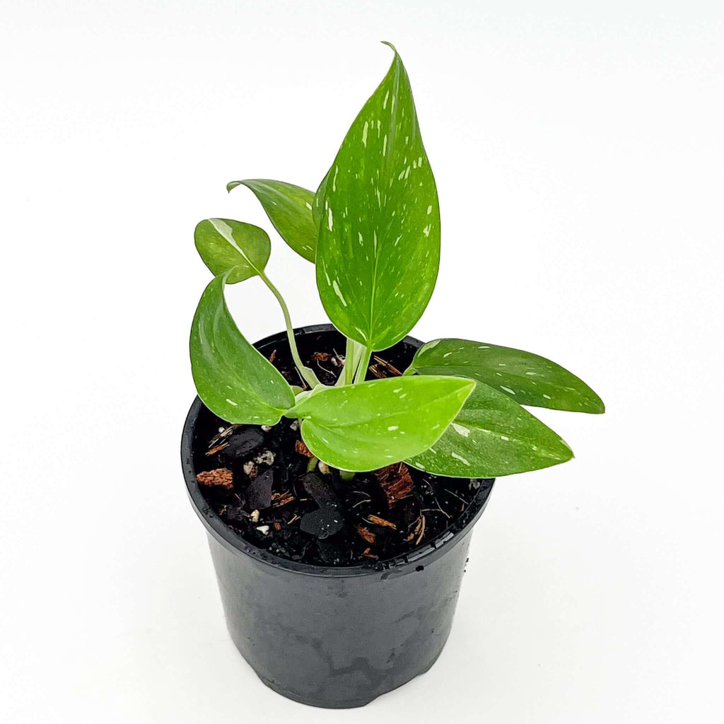 Monstera Standleyana Variegated in a nursery pot, showcasing glossy leaves with white variegation. Chalet Boutique, Australia.