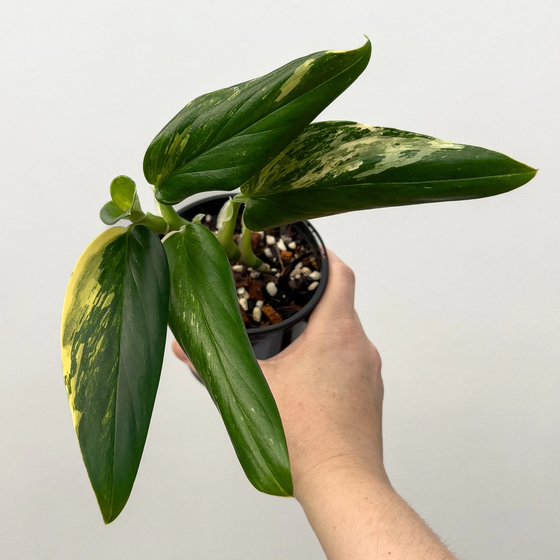 Monstera Standleyana Variegated Aurea - Rare Indoor Plant