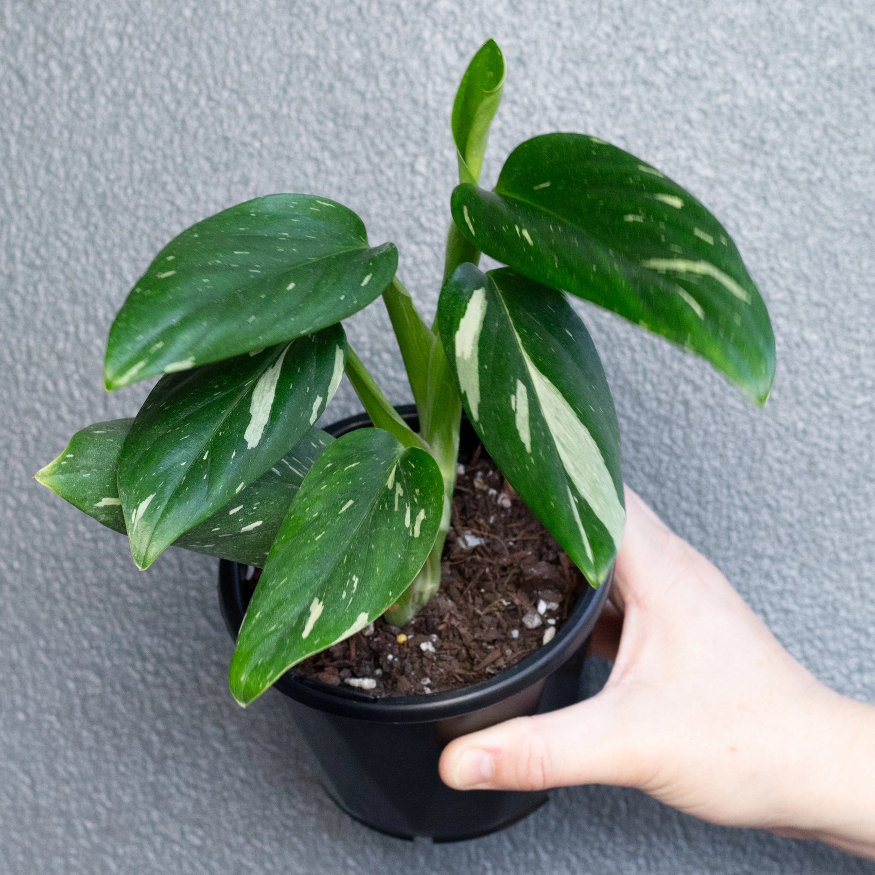 variegated indoor plants australia Monstera Standleyana Variegated