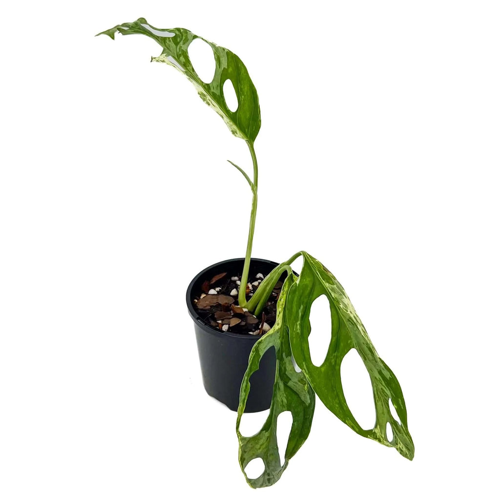 Monstera adansonii 'Mint' Variegated | Indoor Plant | Chalet Boutique - Australia
