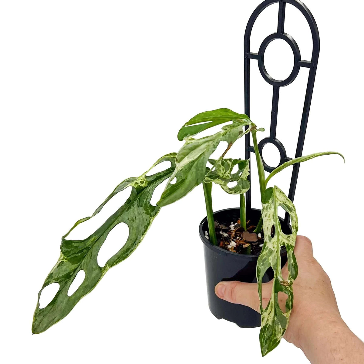 Monstera adansonii 'Mint' Variegated Indoor Plants Australia Chalet