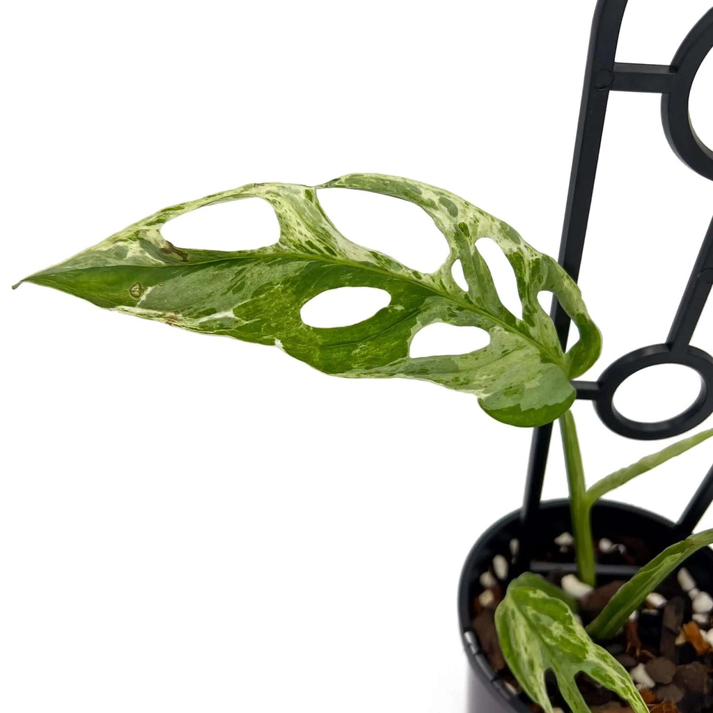 Monstera adansonii 'Mint' Variegated | Indoor Plant | Chalet Boutique - Australia