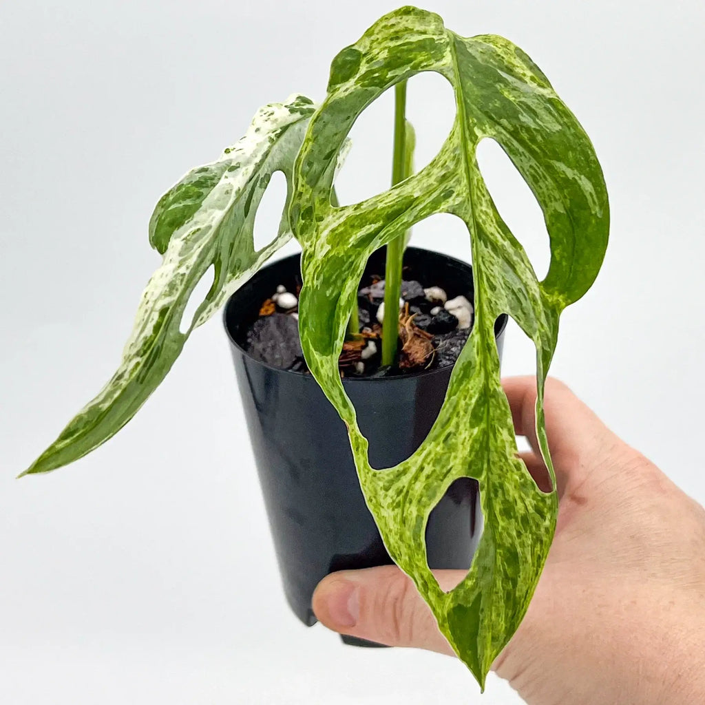 Monstera adansonii 'Mint' Variegated | Indoor Plant | Chalet Boutique - Australia