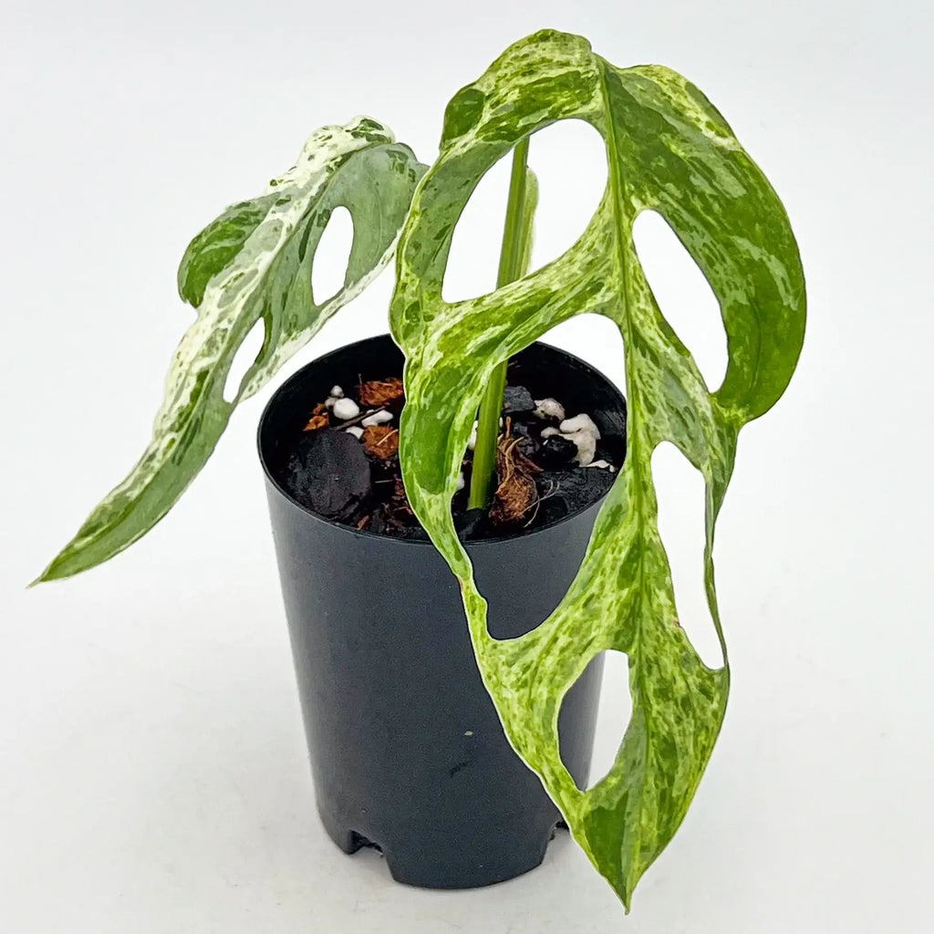 Monstera adansonii 'Mint' Variegated | Indoor Plant | Chalet Boutique - Australia