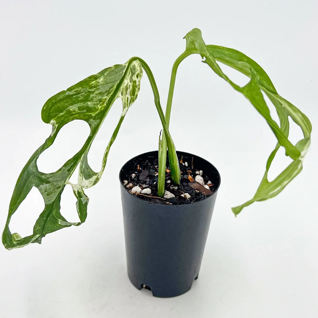 Monstera adansonii 'Mint' Variegated | Indoor Plant | Chalet Boutique - Australia