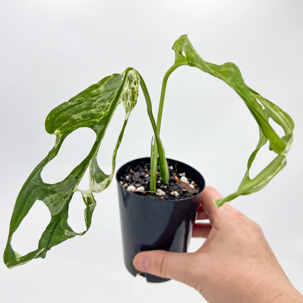 Monstera adansonii 'Mint' Variegated | Indoor Plant | Chalet Boutique - Australia