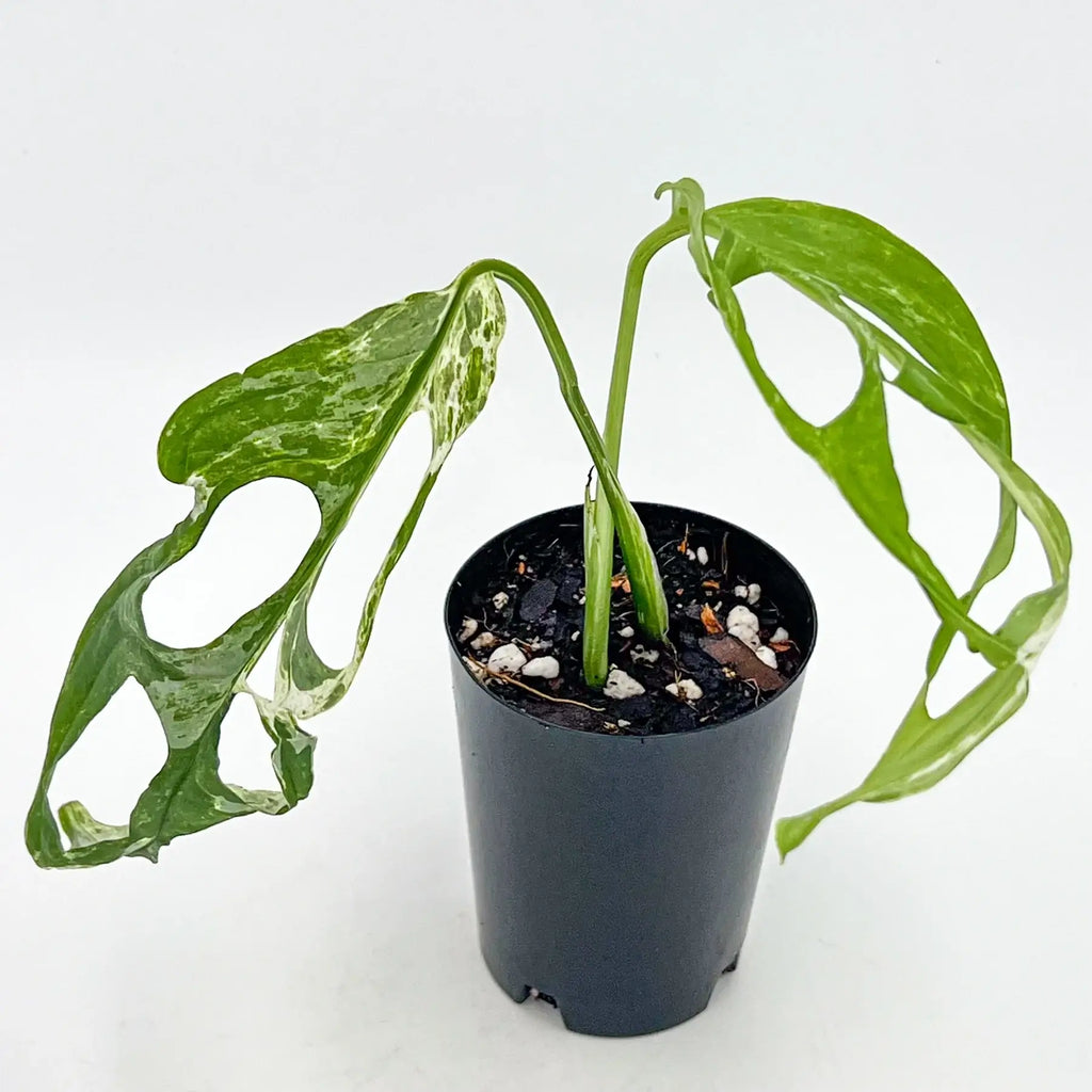 Monstera adansonii 'Mint' Variegated | Indoor Plant | Chalet Boutique - Australia