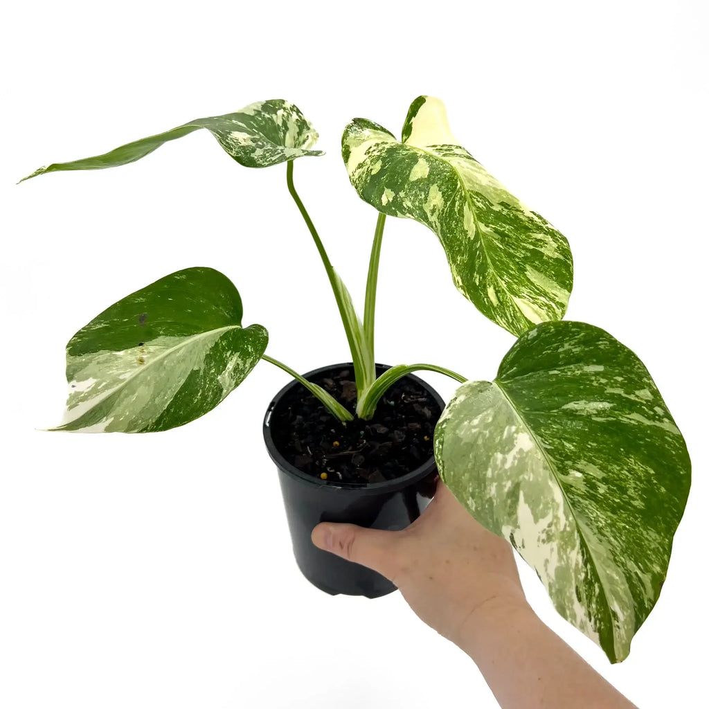 Monstera deliciosa Albo Borsigiana | Indoor Plant | Chalet Boutique - Australia