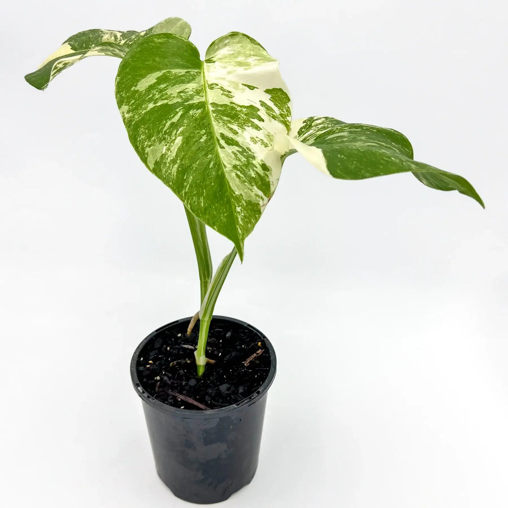 Monstera deliciosa Albo Borsigiana | Indoor Plant | Chalet Boutique - Australia