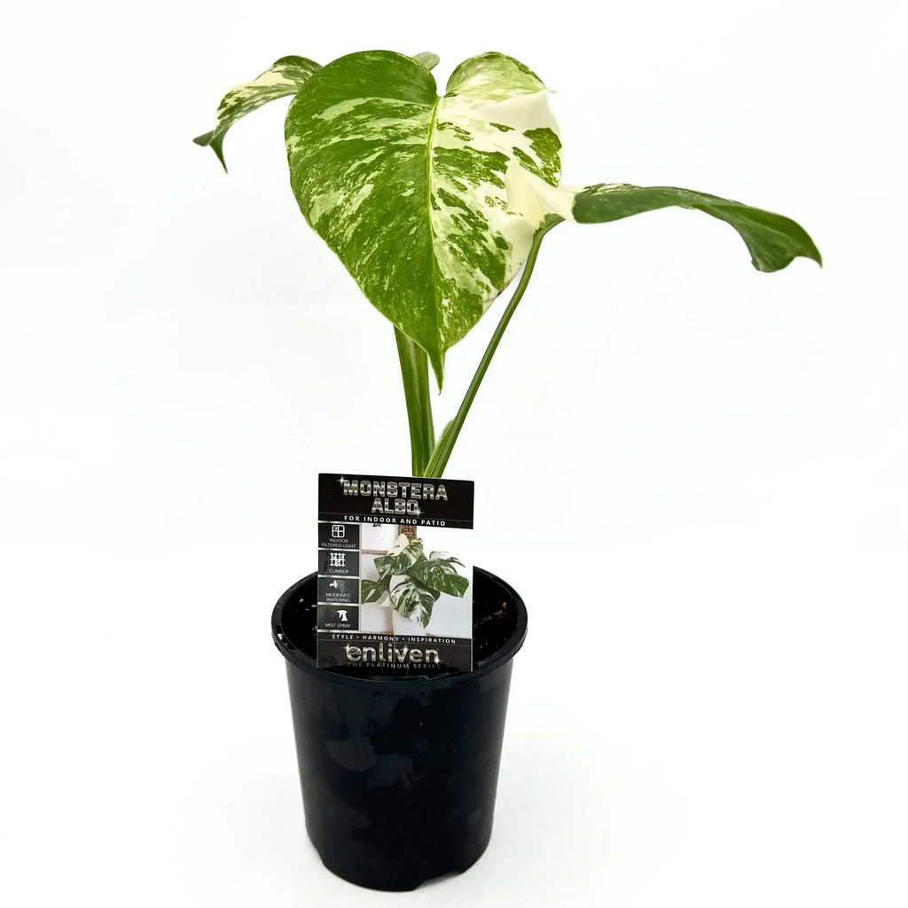 Monstera deliciosa Albo Borsigiana | Indoor Plant | Chalet Boutique - Australia