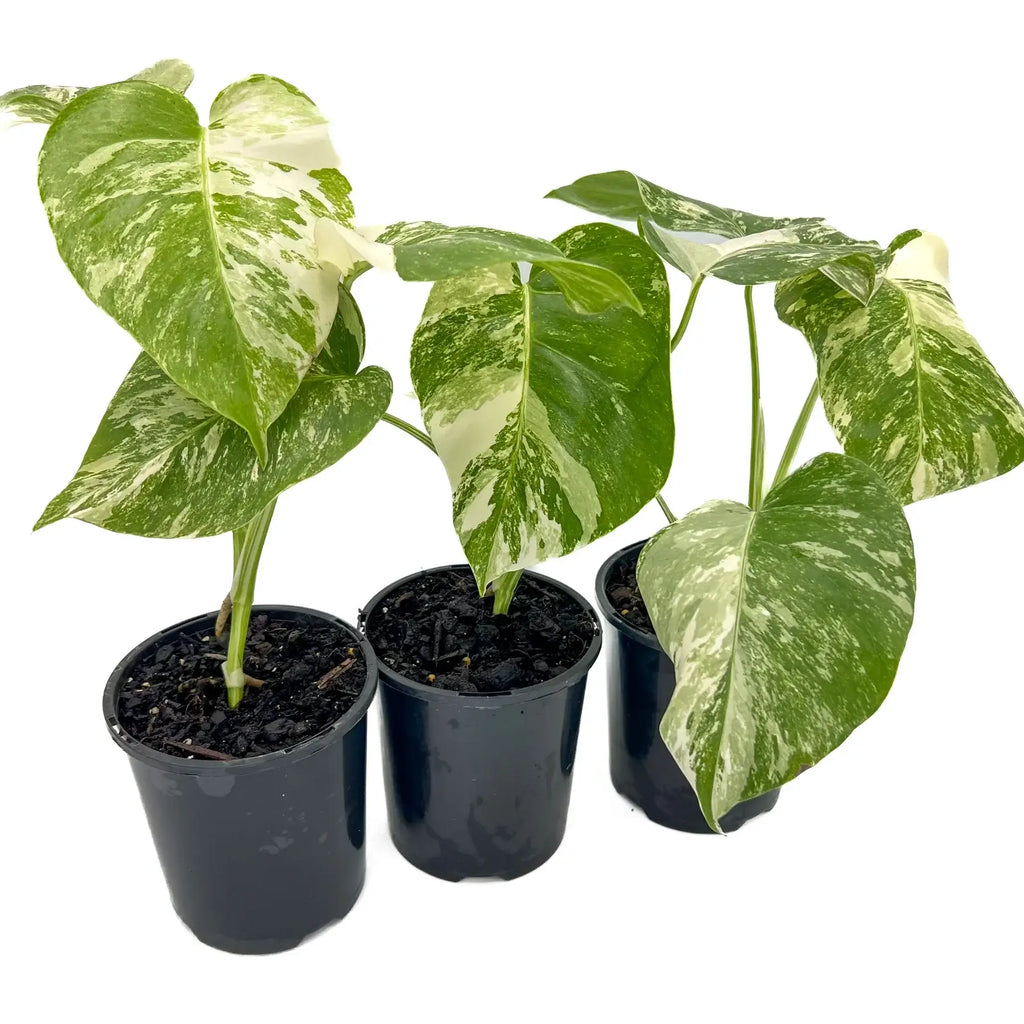 Monstera deliciosa Albo Borsigiana | Indoor Plant | Chalet Boutique - Australia