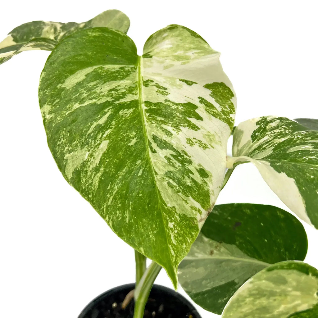 Monstera deliciosa Albo Borsigiana | Indoor Plant | Chalet Boutique - Australia