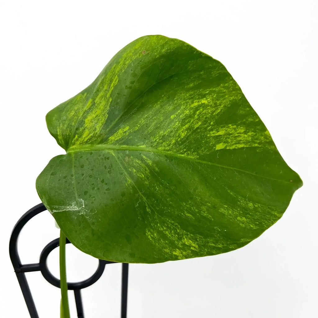 Monstera deliciosa borsigiana Variegated 'Aurea' | Indoor Plant | Chalet Boutique - Australia