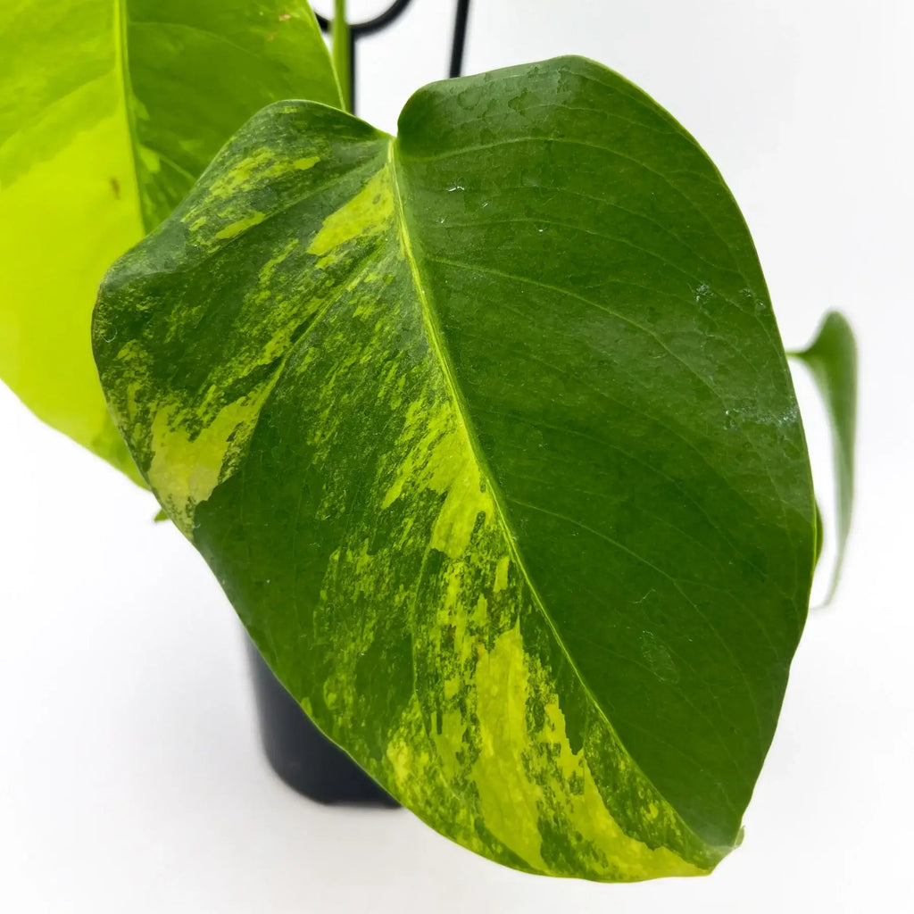 Monstera deliciosa borsigiana Variegated 'Aurea' | Indoor Plant | Chalet Boutique - Australia