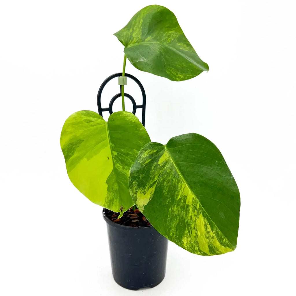 Monstera deliciosa borsigiana Variegated 'Aurea' | Indoor Plant | Chalet Boutique - Australia