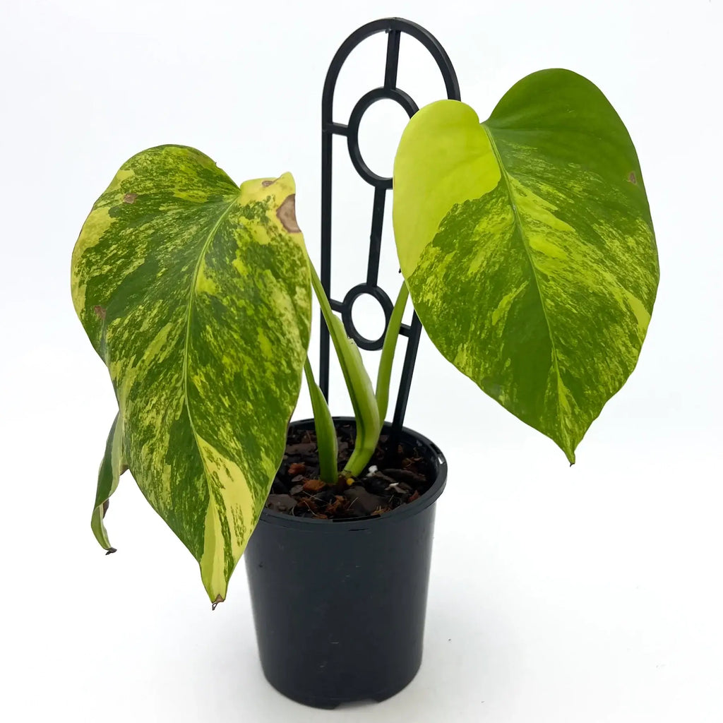 Monstera borsigiana Variegated 'Aurea' | Indoor Plant | Chalet Boutique - Australia