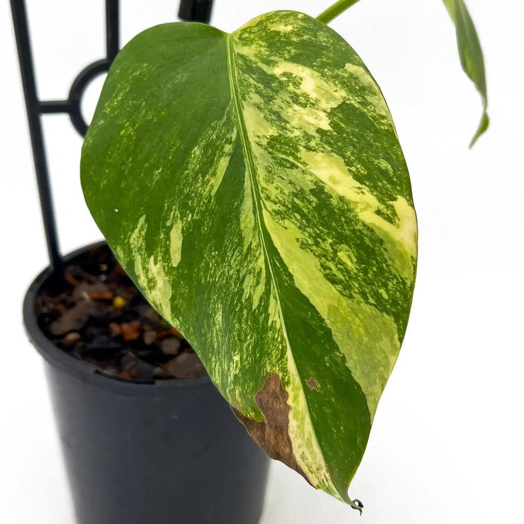 Monstera borsigiana Variegated 'Aurea' | Indoor Plant | Chalet Boutique - Australia